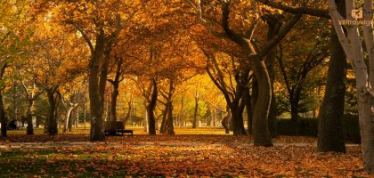 fall foliage forecast usa