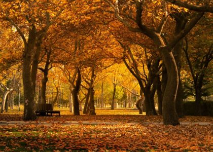 fall foliage forecast usa